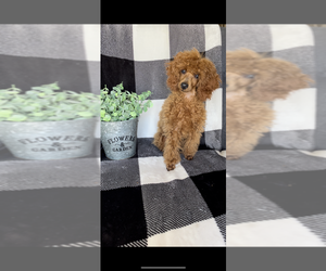 Poodle (Toy) Puppy for sale in NEW PORT RICHEY, FL, USA