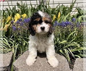 Cavapoo (Miniature) Puppy for sale in DUNDEE, OH, USA