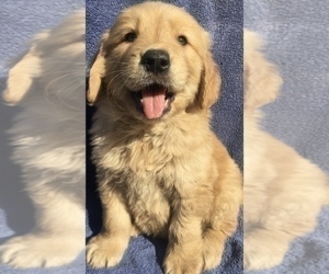 Golden Retriever Puppy for sale in SANTA ANA, CA, USA