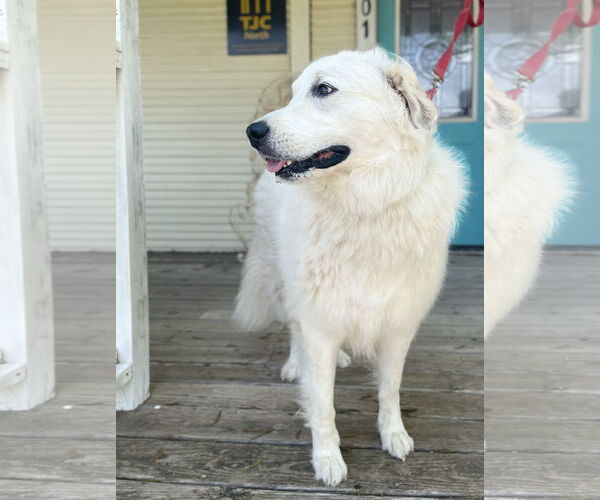 Medium Photo #2 Labrenees Puppy For Sale in Rockaway, NJ, USA