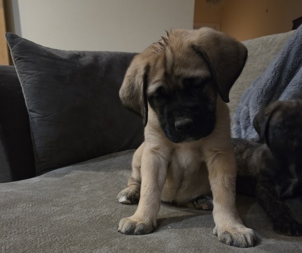 Medium Photo #1 Mastiff Puppy For Sale in WALNUT COVE, NC, USA