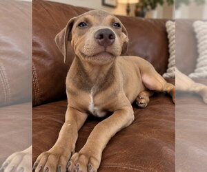Unknown-Weimaraner Mix Dogs for adoption in Southbury, CT, USA