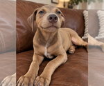 Skittles~meet me! - Male Unknown-Weimaraner Mix Dog for Adoption - Small photo