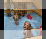 Small Photo #7 Goldendoodle Puppy For Sale in BREA, CA, USA
