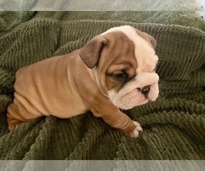 Bulldog Puppy for sale in TOCCOA, GA, USA