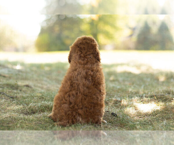 Medium Photo #6 Goldendoodle (Miniature) Puppy For Sale in WARSAW, IN, USA