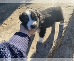 Small Photo #2 Australian Shepherd Puppy For Sale in LUBBOCK, TX, USA