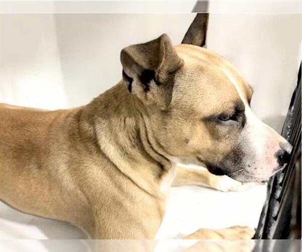 Medium Photo #1 German Shepherd Dog-Unknown Mix Puppy For Sale in Houston, TX, USA