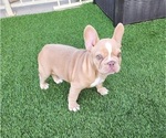 Small #4 French Bulldog