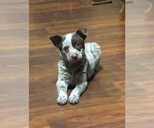 Australian Cattle Dog Puppy for sale in CHILLICOTHE, OH, USA