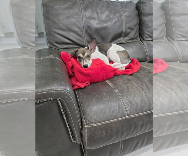 Medium Photo #2 American Pit Bull Terrier-Unknown Mix Puppy For Sale in MIDWAY, UT, USA
