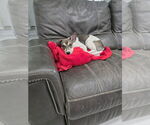 Small #1 American Pit Bull Terrier Mix