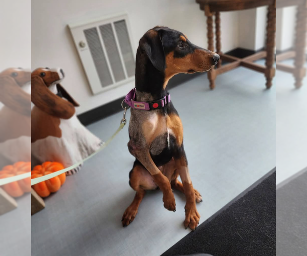 Medium Photo #4 Doberman Pinscher Puppy For Sale in Buffalo, MN, USA