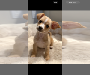 Chihuahua-Unknown Mix Dogs for adoption in St. Louis Park, MN, USA