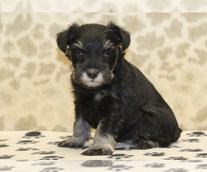 Schnauzer (Miniature) Puppy for sale in DENVER, PA, USA