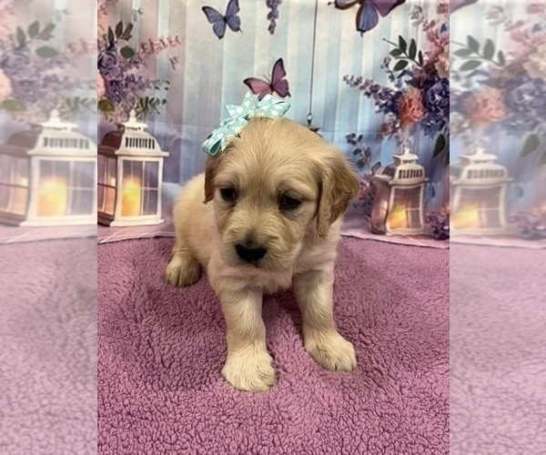 Medium Photo #12 English Cream Golden Retriever Puppy For Sale in BUSHNELL, FL, USA