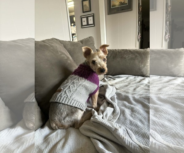 Medium Photo #2 Mutt Puppy For Sale in Stratham, NH, USA