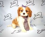 Small Photo #2 Cavalier King Charles Spaniel Puppy For Sale in LAS VEGAS, NV, USA