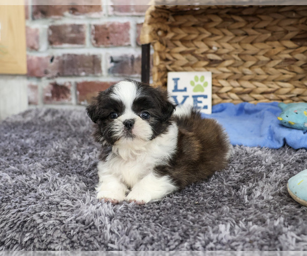 Medium Photo #2 Shih Tzu Puppy For Sale in SYRACUSE, IN, USA