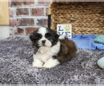 Small #1 Shih Tzu