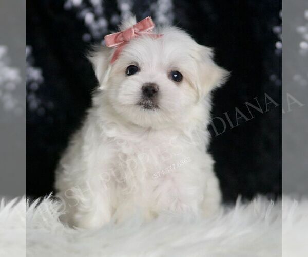 Medium Photo #1 Maltese Puppy For Sale in WARSAW, IN, USA