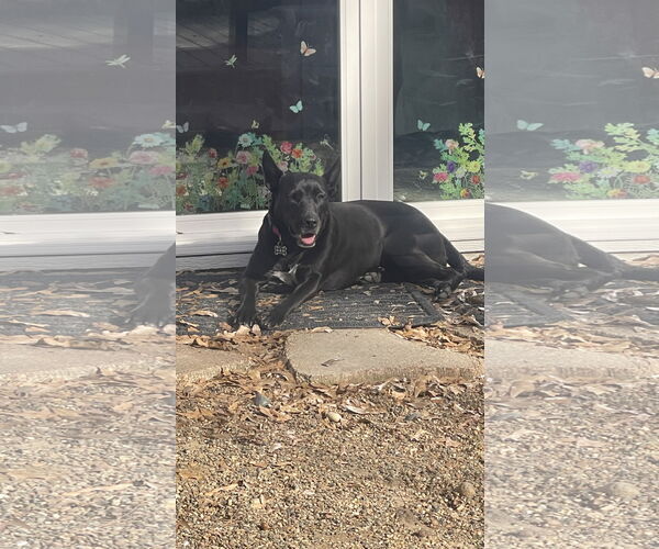 Medium Photo #2 Holland Shepherd-Unknown Mix Puppy For Sale in Rockaway, NJ, USA