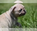 Small #2 Pug