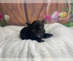 Small Photo #1 French Bulldog Puppy For Sale in POWHATAN, VA, USA