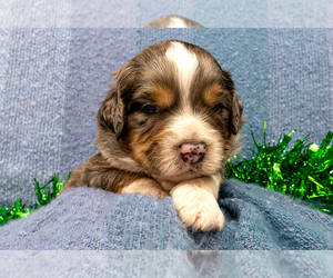 Bernedoodle (Miniature) Puppy for sale in ROY, UT, USA