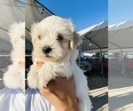 Small #3 Poodle (Toy)