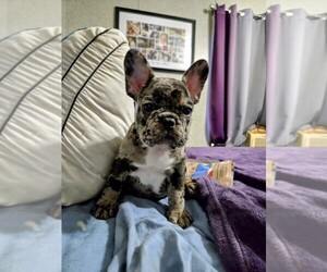 French Bulldog Puppy for sale in PANAMA CITY, FL, USA