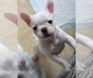 French Bulldog Puppy for sale in COLORADO SPRINGS, CO, USA