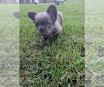 Small #3 French Bulldog