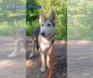 Alaskan Malamute-Wolf Hybrid Mix Puppy for sale in JEFFERSON, TX, USA