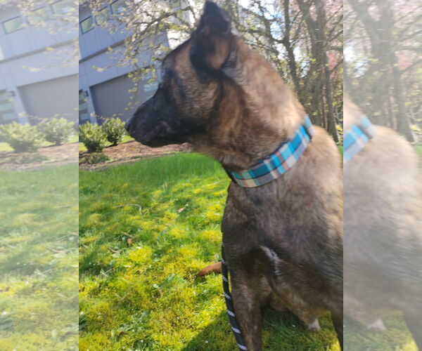 Medium Photo #2 Mutt Puppy For Sale in Seattle, WA, USA