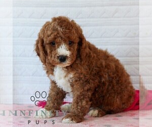 Goldendoodle (Miniature) Puppy for sale in LITITZ, PA, USA