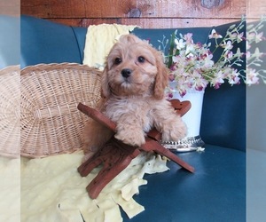 Cavapoo Puppy for sale in LE MARS, IA, USA