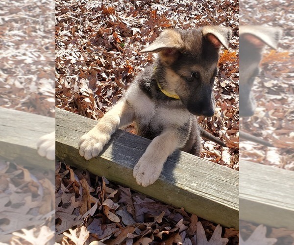 Medium Photo #1 German Shepherd Dog Puppy For Sale in WINFIELD, MO, USA
