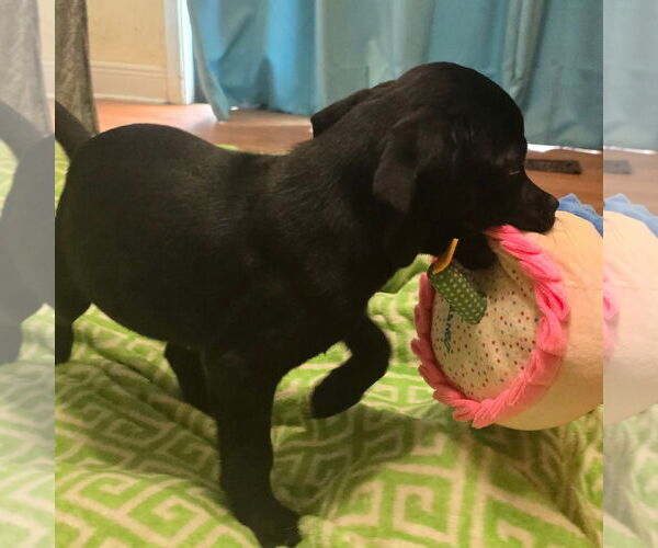 Medium Photo #7 Labrador Retriever-Unknown Mix Puppy For Sale in Alexander, AR, USA