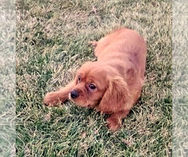 Medium Photo #3 Golden Retriever Puppy For Sale in LITITZ, PA, USA