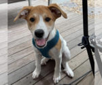 Small #8 Great Pyrenees Mix