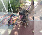 Small #2 Dutch Shepherd  Mix