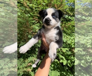 German Shepherd Dog-Siberian Husky Mix Puppy for sale in VANCOUVER, WA, USA