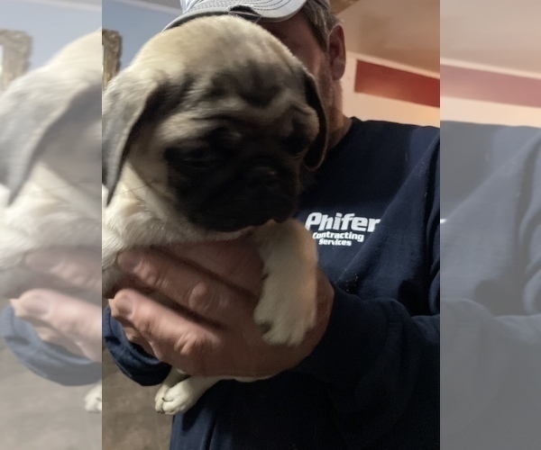 Medium Photo #16 Pug Puppy For Sale in ISLANDTON, SC, USA