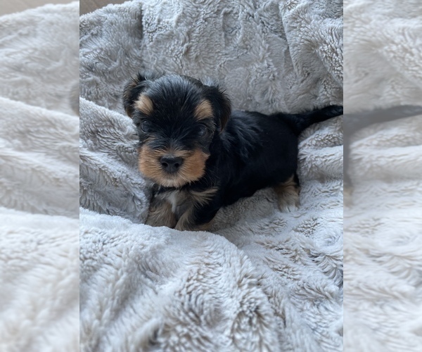 Medium Photo #3 Morkie Puppy For Sale in COLUMBIA, SC, USA