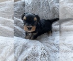 Small Photo #3 Morkie Puppy For Sale in COLUMBIA, SC, USA