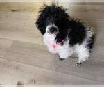 Small Photo #1 Poodle (Miniature) Puppy For Sale in BARREN, IL, USA