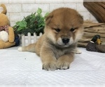 Small Photo #5 Shiba Inu Puppy For Sale in WASHINGTON, DC, USA
