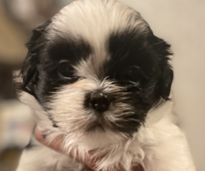 Shih Tzu Puppy for sale in FAYETTEVILLE, AR, USA