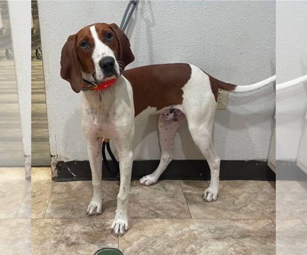 Medium Photo #3 Redbone Coonhound-Unknown Mix Puppy For Sale in Lakewood, CO, USA
